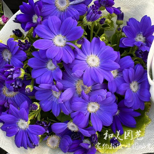 瓜叶菊耐寒冬季花卉阳台春冬耐寒