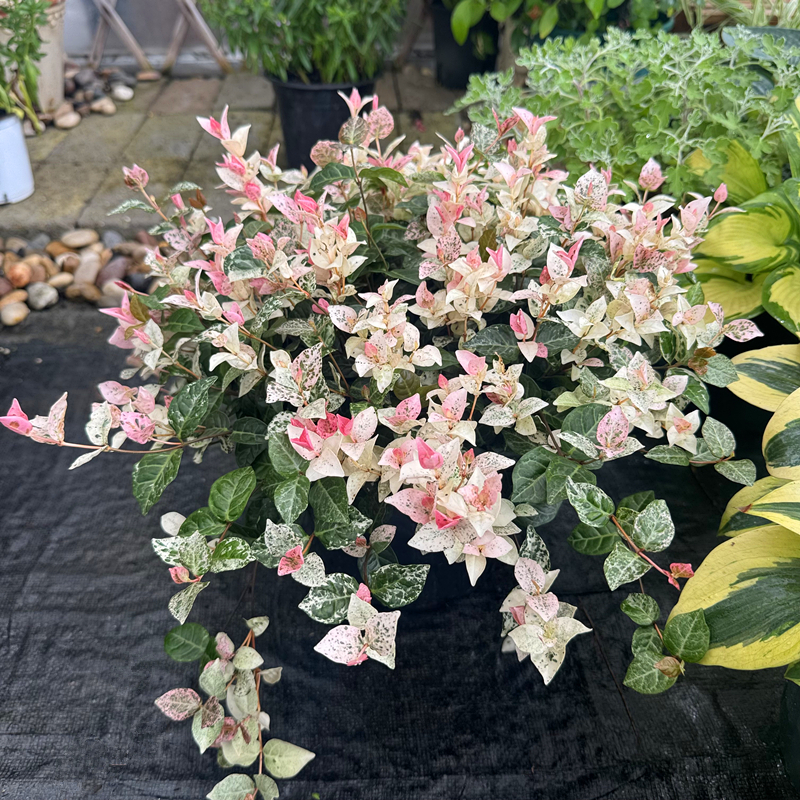 花叶络石颜色多变皮实耐养彩叶