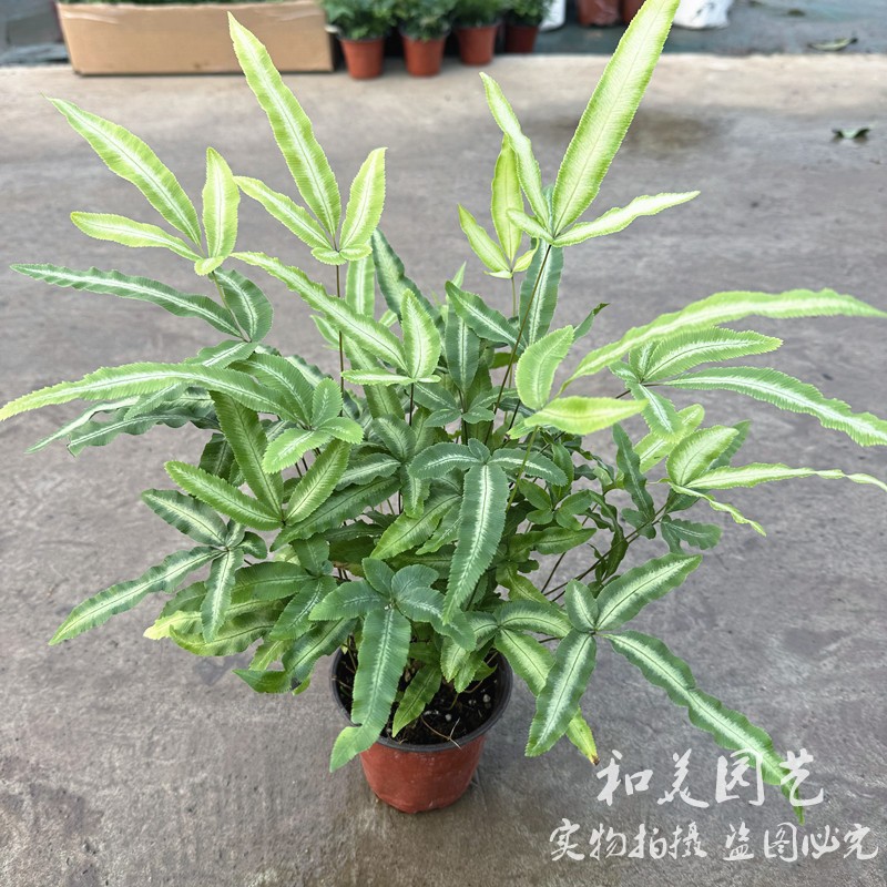 阿波银线蕨凤尾蕨组合点缀蕨类