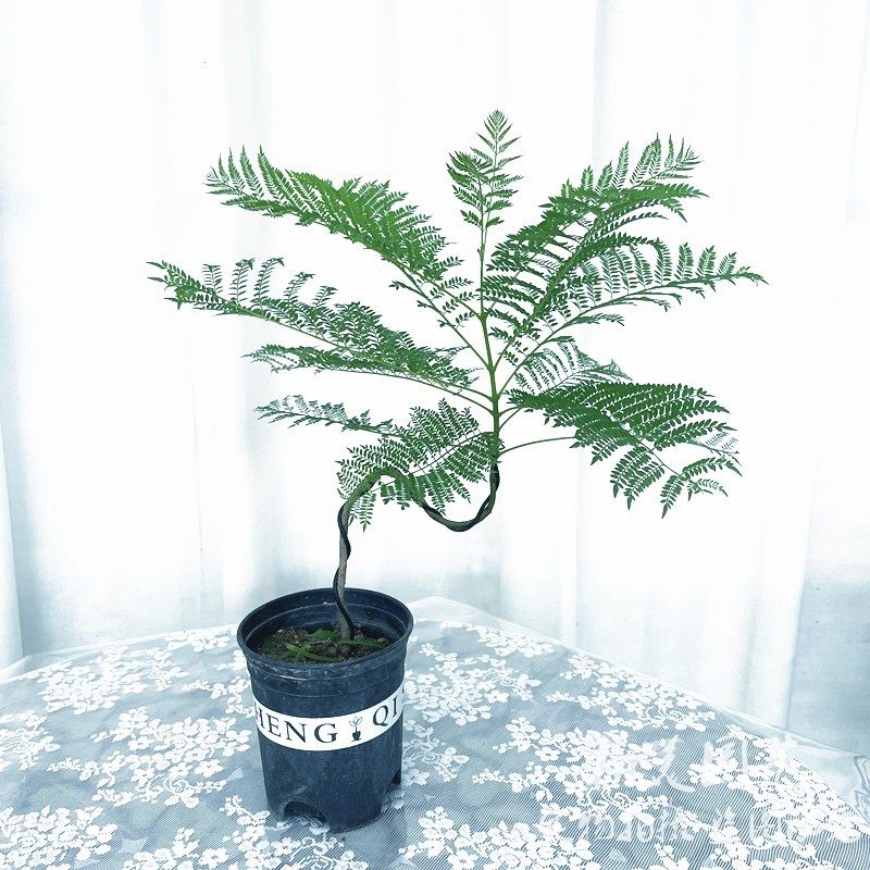 蓝花楹盆景 多年生兰花楹树苗 室内常绿小众盆栽