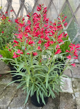 紫韵小花钓钟柳 毛地黄盆栽自由钟 紫叶吊钟柳 庭院宿根花镜植物