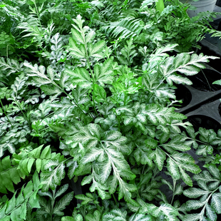 盆景组盆造景蕨类 室内耐阴观叶植物 银线蕨小盆栽 夏雪银线蕨