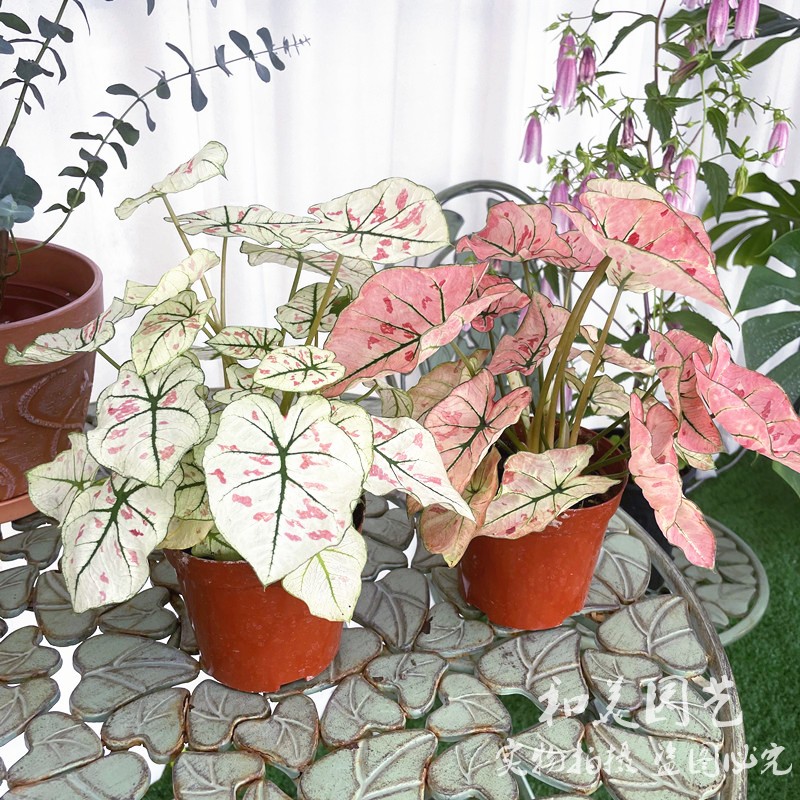 彩叶芋盆栽黄金芋草莓之心仙女芋黄貂鱼海芋室内彩叶植物包邮 彩叶芋盆栽黄金芋草莓之心仙女芋黄貂鱼海芋室内彩叶植物包邮