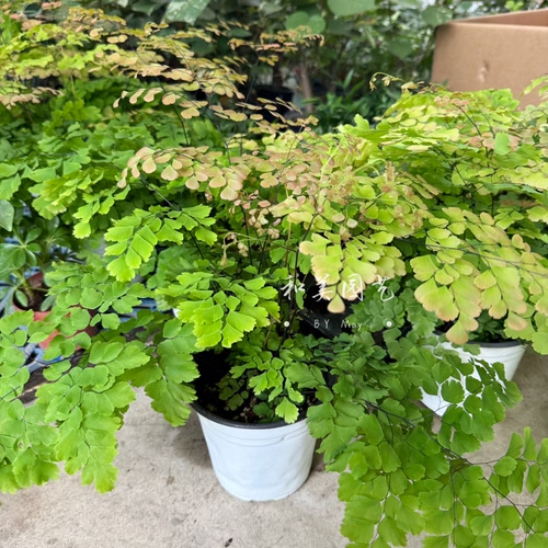 蕨类植物 铁线蕨富贵蕨 圣蕨 耐阴喜水 净化空气 常绿易养