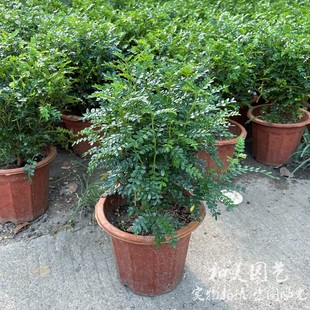 清香木盆栽 室内外常绿清香盆栽 胡椒木 多年生木本植物 包邮