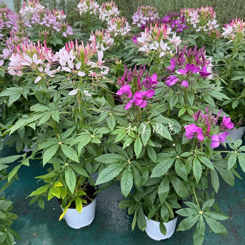 醉蝶花盆栽 庭院夏季耐热花镜植物 室外易养蜜源植物