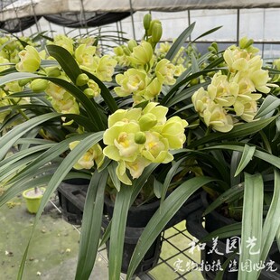 精品桌面洋兰盆栽 大花惠兰 日本香兰 多年生雅致兰花 翡翠绿洋兰