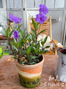 墨西哥多年生宿根花期长矮牵牛