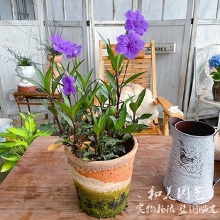 翠卢莉 粉花翠芦莉盆栽蓝花草 墨西哥矮牵牛多年生宿根耐热花期长