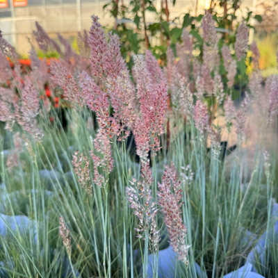 观赏草草本植物庭院夏秋