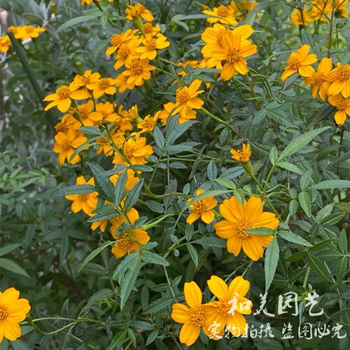 芳香万寿菊草本植物庭院阳台秋季