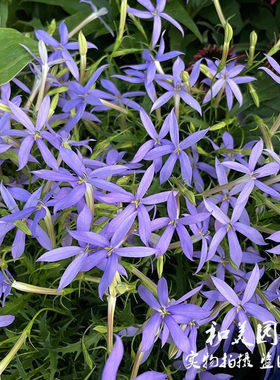 草本花卉彩星花阳台春季同瓣草