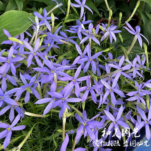 草本花卉彩星花阳台春季同瓣草