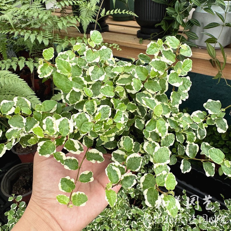 金边翡翠吊兰客厅书房美观