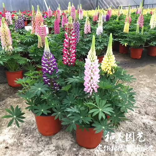 鲁冰花盆栽带花 羽扇豆耐寒鲁冰花 庭院阳台花卉 花镜中后景植物