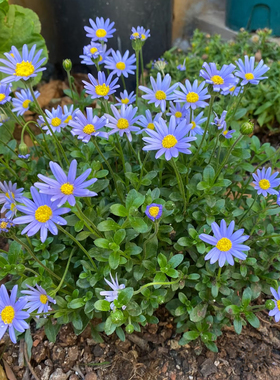 蓝色玛格丽特  蓝玛蓝费利菊 狭叶马兰 宿根马兰 清新淡蓝小野花