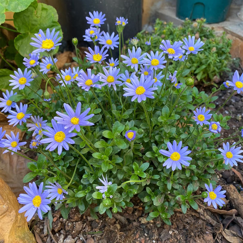 蓝色玛格丽特  蓝玛蓝费利菊 狭叶马兰 宿根马兰 清新淡蓝小野花