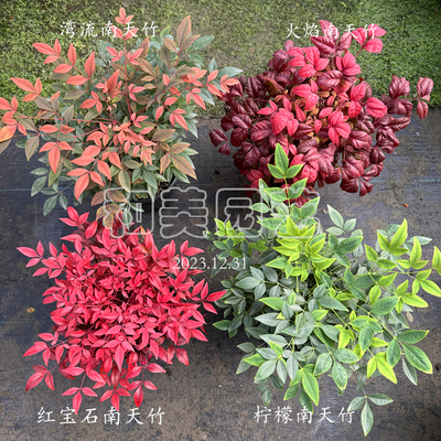 进口湾流南天竹花镜调色南天竹