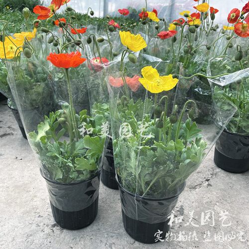 冰岛虞美人虞美人庭院春季盆栽