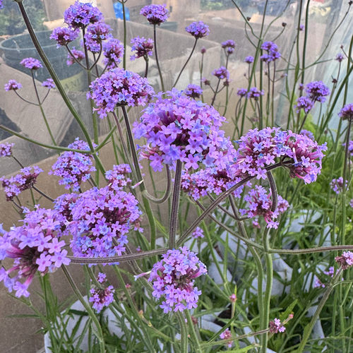 柳叶马鞭草庭院宿根花卉夏季