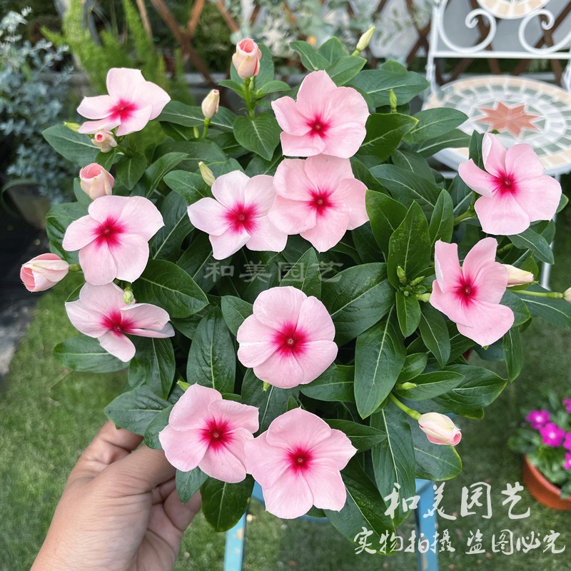 长春花紫荆花阳台夏季耐热