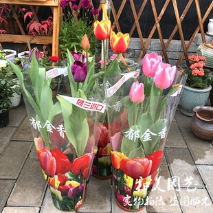 进口郁金香盆栽带花苞耐寒荷兰郁金香成品 庭院阳台盆栽花卉 包邮