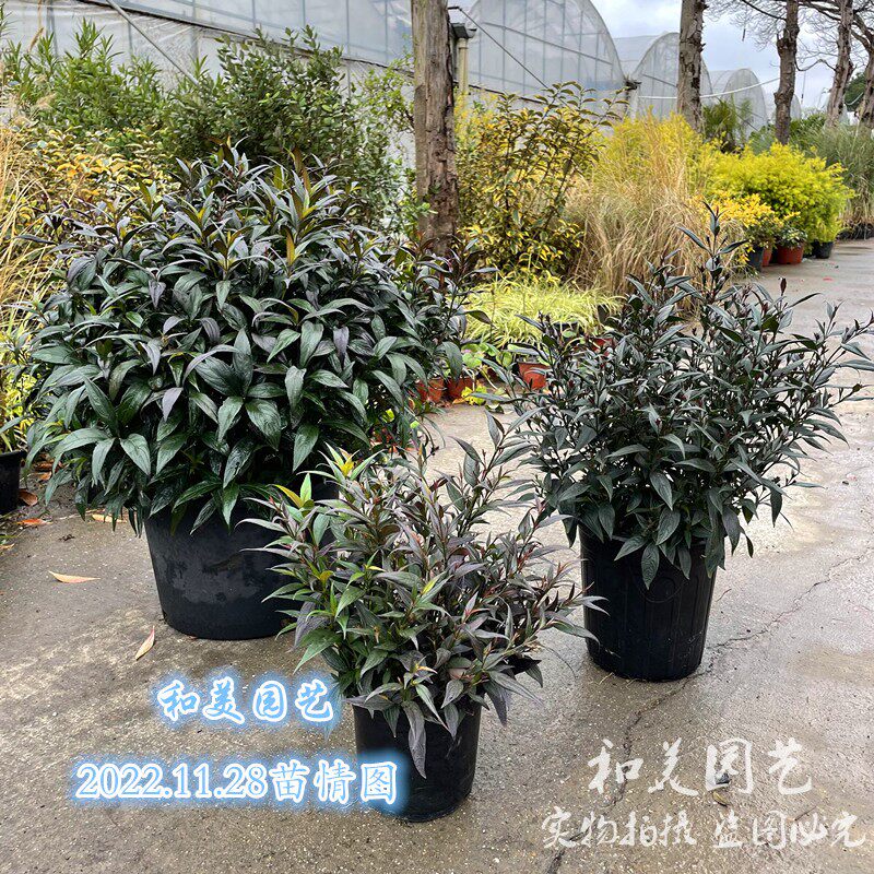 耐寒紫叶马兰喜雅盆栽 多年生常绿木本花卉 花镜植物 蓝花 包邮