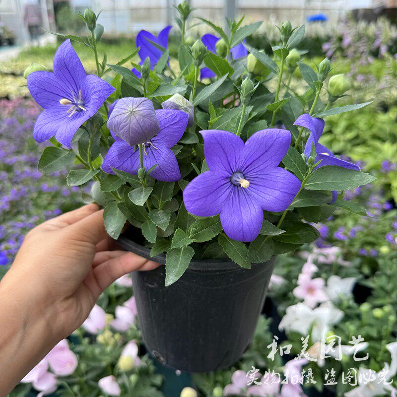 中华桔梗盆栽带花发 庭院阳台花卉 多年生趣味蓝色铃铛花 包邮