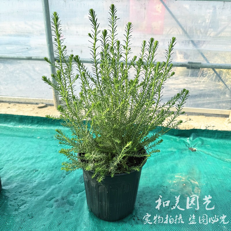 澳洲米花树盆栽 庭院阳台多年生常绿灌木花卉 易养白色花镜植物