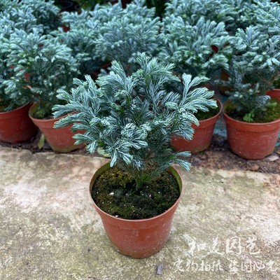 波尔日本花柏蓝冰包邮小盆栽