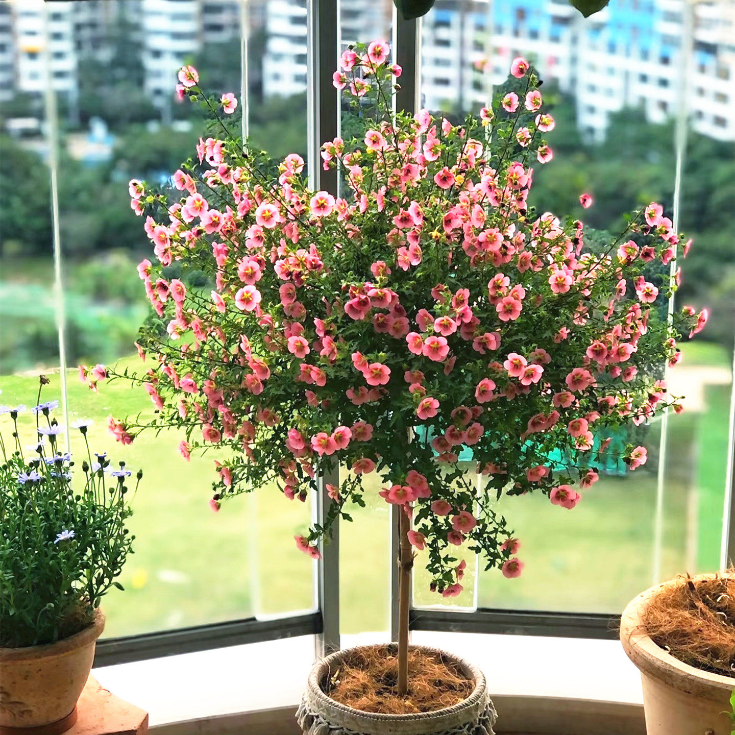 棒棒糖小木槿盆栽 大花优雅女士 庭院阳台花卉 玲珑木槿 花期较长