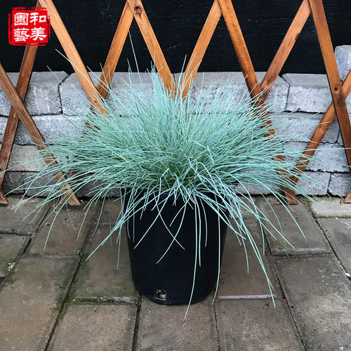 埃丽蓝羊茅墨西哥羽毛草观赏草