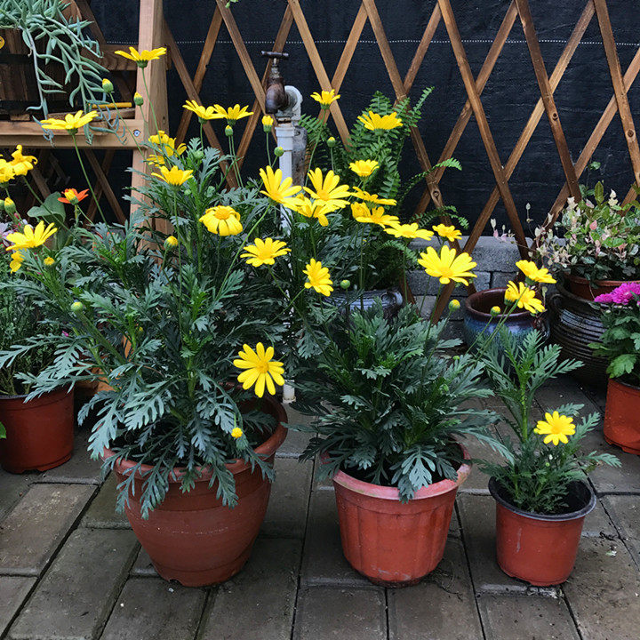 黄金玛格丽特木春菊 木茼蒿 庭院多年生木本黄金菊 耐性好 花期长