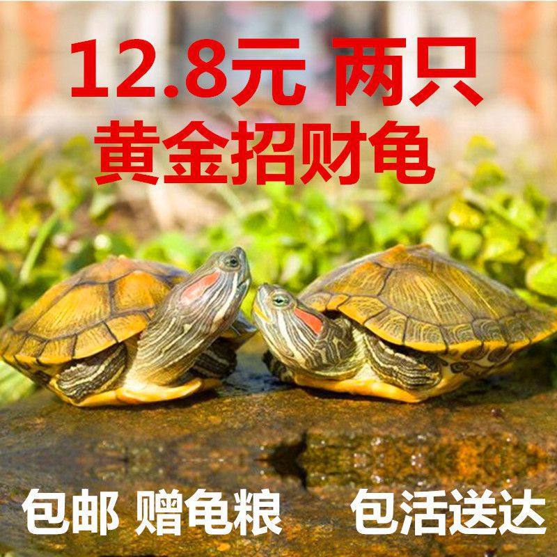 可下蛋长寿龟黄金宠物小乌龟活物巴西龟活体两只淡水招财情侣网