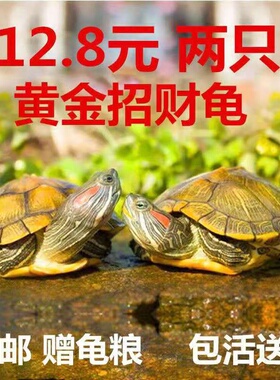 吃屎龟吃粪深水龟鱼缸混养活体小粪便清洁观赏金钱招财龟乌龟活物