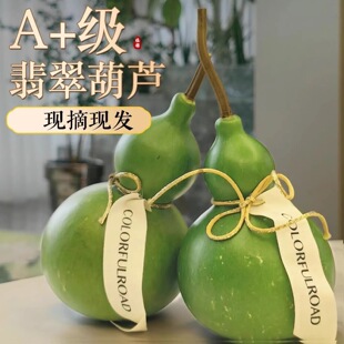 A+级翡翠葫芦挂件现摘现发天然吊装饰品青皮绿皮摆佛手柑福禄双全