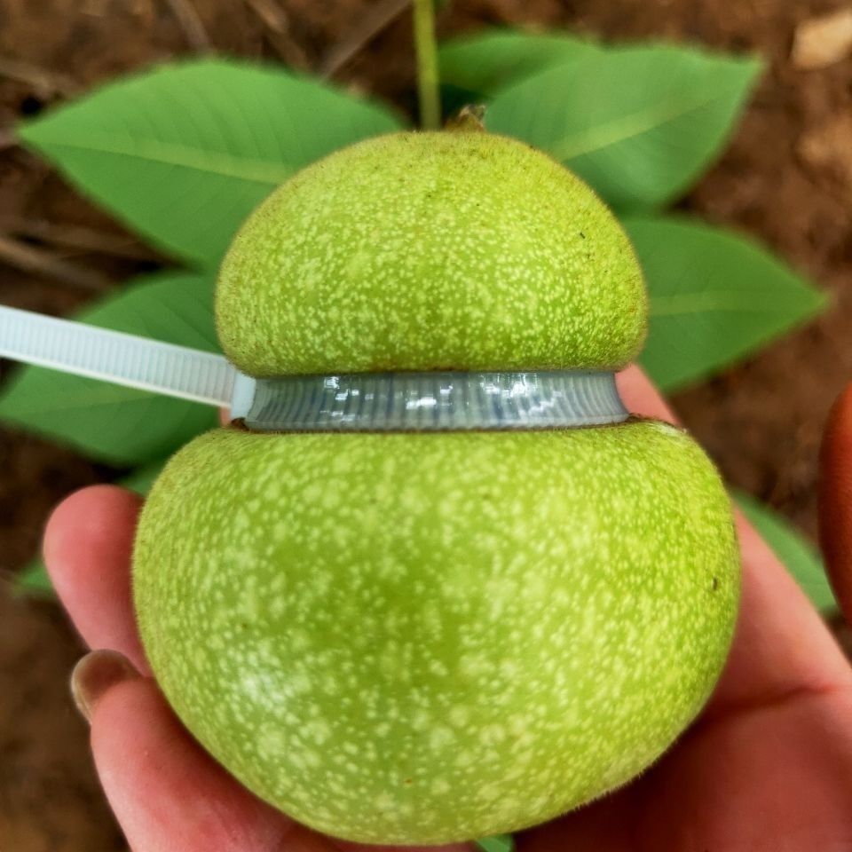 文玩核桃异型花生葫芦青皮手把件盘玩麒麟纹官帽四座楼闷尖头男女