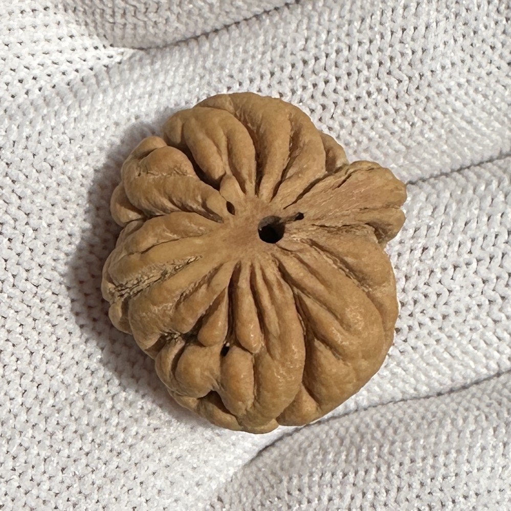 南瓜桩霸王龙矮桩油性大皮质好散籽无孔野生光珠手串桃核原籽打孔