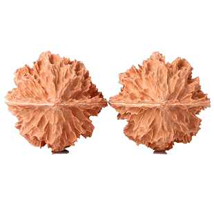 秦岭花王核桃粗筋多棱大刺霸气男女把玩盘玩文玩尺寸手把件野生山