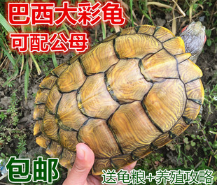 巴西红耳龟宠物龟大小招财乌龟活物活体观赏龟公母情侣外塘深水龟