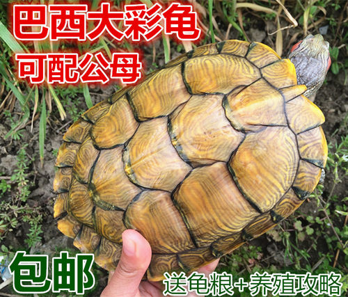 红耳龟巴西龟水龟招财活体情侣龟