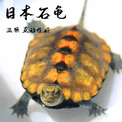 日石龟活体小乌龟水龟