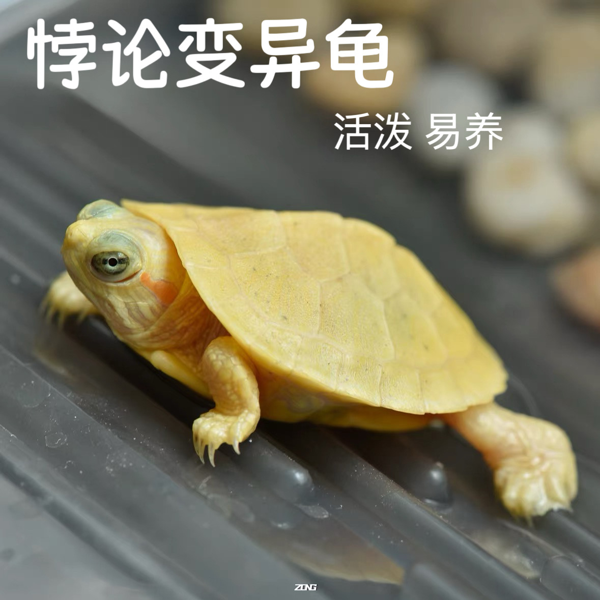 悖论变异巴西龟深水龟长寿网红宠物观赏白化变异乌龟活物体