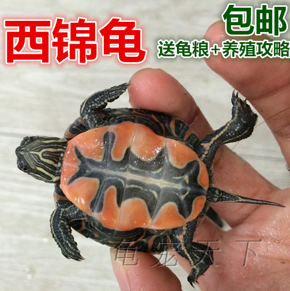 活物西部锦龟西锦龟宠物龟观赏龟活物玩具深水龟乌龟活体宠物龟