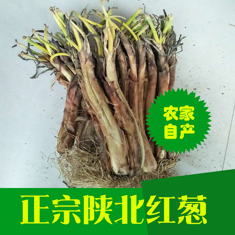 红葱炖羊肉煮肉蒸碗红葱新鲜蔬菜农家自种5斤农葱 包邮 大葱