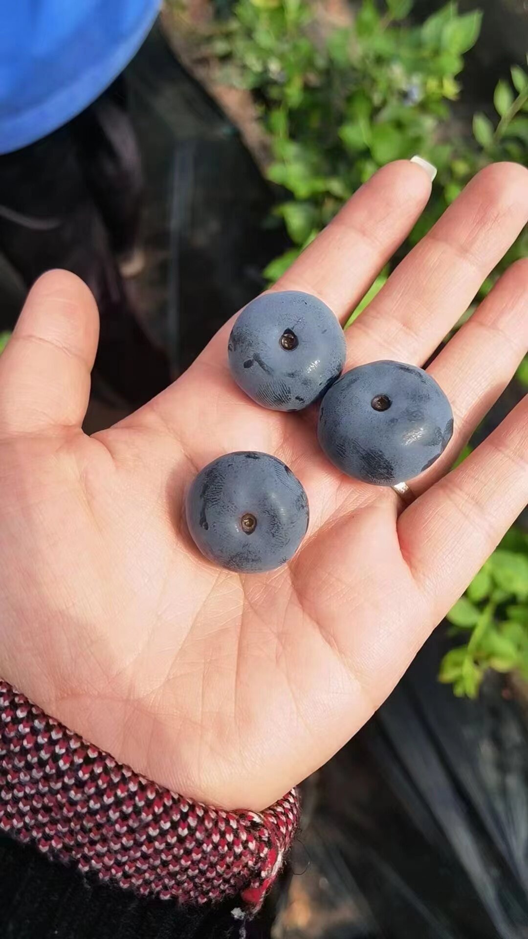 2024年鲜蓝莓顺丰包邮黑龙江鲜蓝莓一箱净重450克-480克坏果包赔