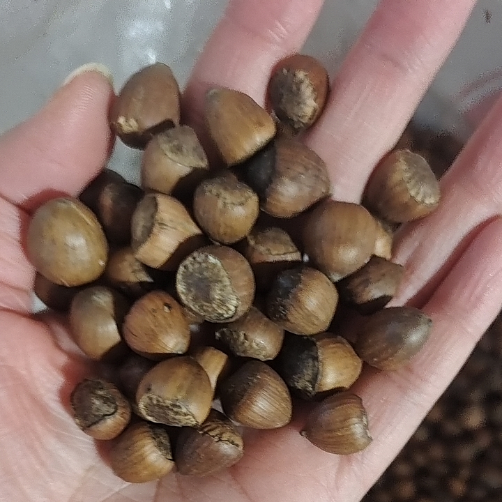 东北特产黑龙江伊春林区小毛榛子原味熟货无添加500克