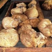 2025年黑龙江纯野生猴头菇250克小兴安岭野生猴头菇