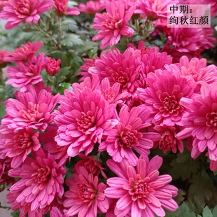 花园球菊花苗 耐寒耐热千头菊花苗开花爆球 开花机器 春秋花期