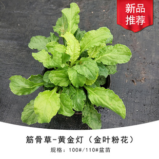 筋骨草 黄金灯 Golden lamp 金色叶片 粉色花 地被 耐荫 花镜花苗